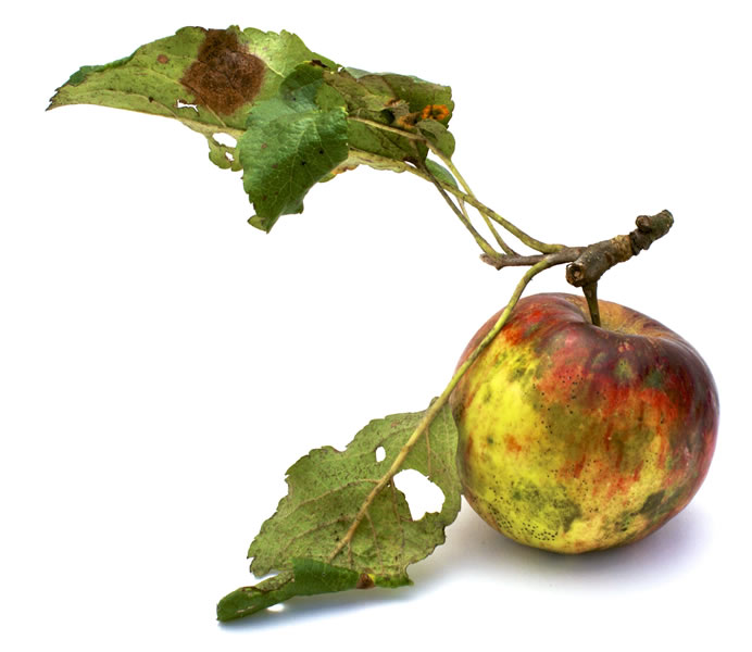 apple